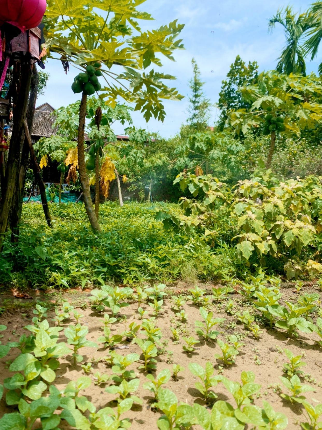 Bong Farm Restaurant — photo 19
