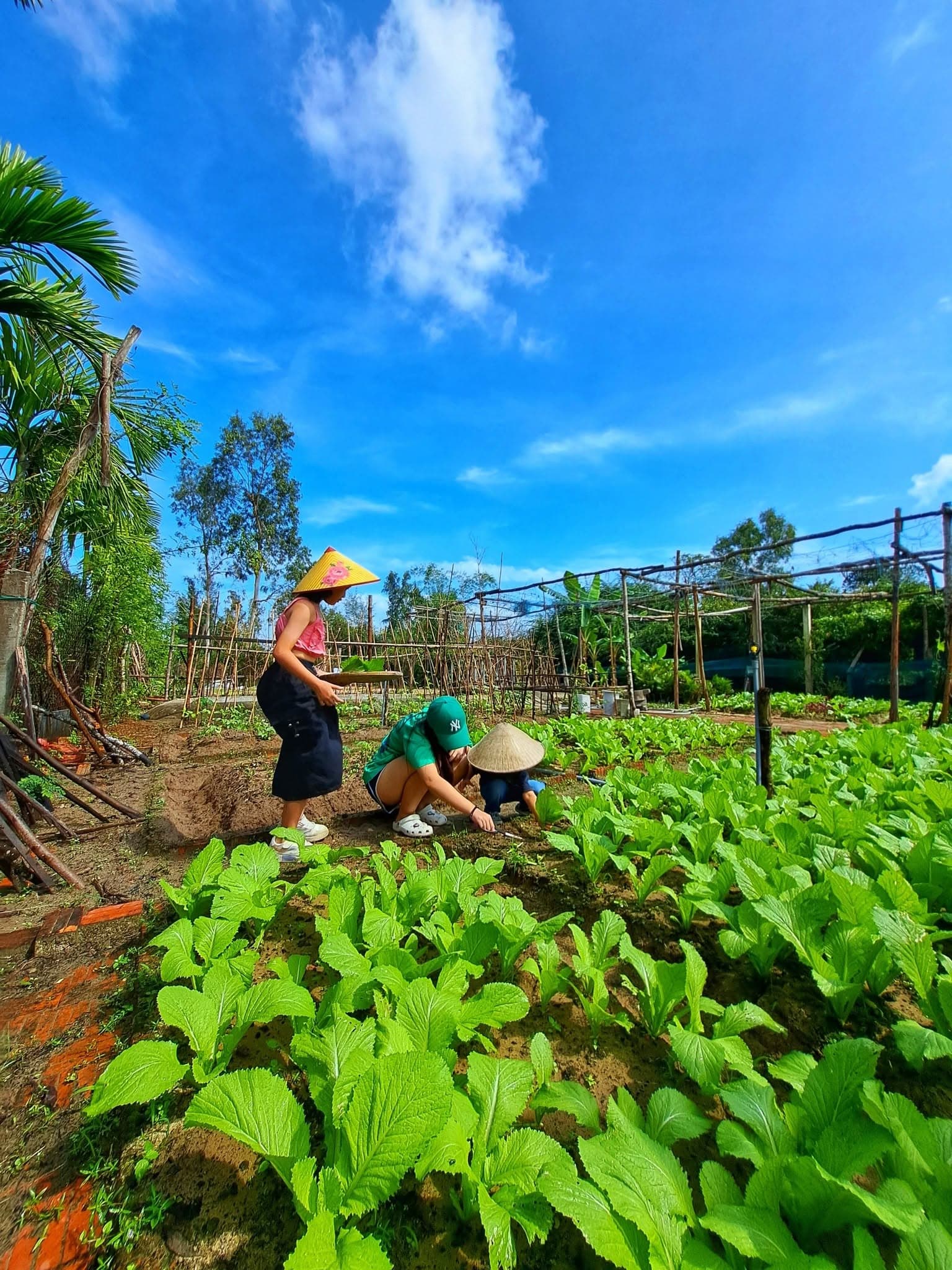 Picking fresh vegetables from the garden